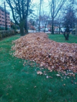 gallery/leafremoval1