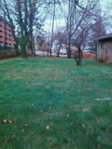 gallery/leafremoval2